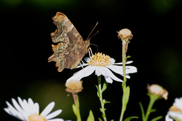 Comma butterfly (Polygonia c-album) perched on a daisy in Zurich, Switzerland