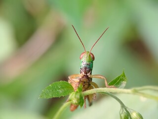 grasshopper on a leaf