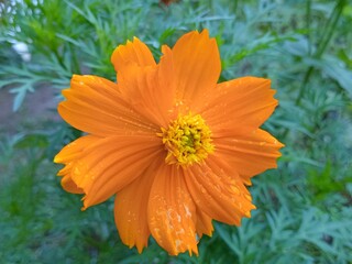 orange gerbera flower