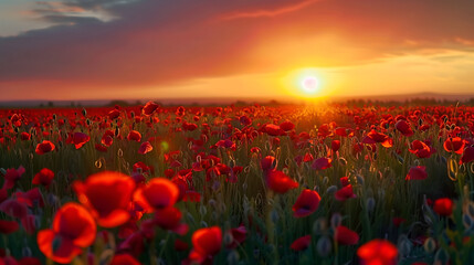 Fototapeta na wymiar Beautiful field of red poppies in sunset light