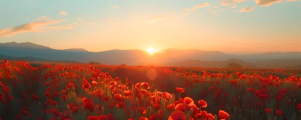 Schilderijen op glas Beautiful field of red poppies in sunset light © May Thawtar
