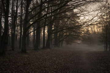 Sunrise in the forest on a foggy morning.