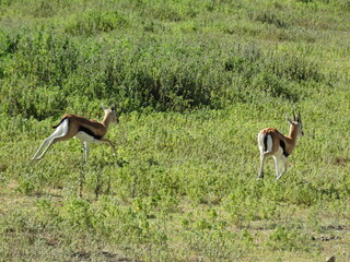 Free roaming gazelles in the Ngorongoro Crater, Northern Tanzania