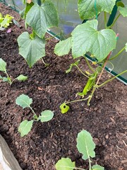 young cucumber plants in the greenhouse