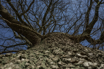 structure of an oak tree trunk