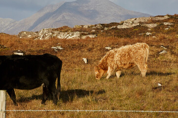 Irland, Insel Winter 2016 & 2017