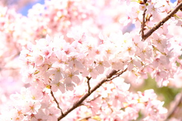 さくら　sakura