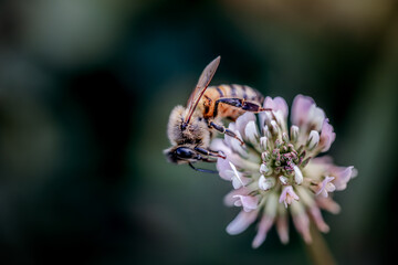 Working Bee