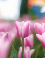 Close-up Shot of a Pink Tulip with Bokeh at Shilin Resident Tulip Festival, Taiwan