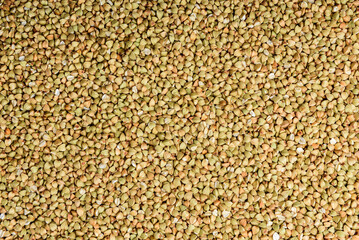 Green buckwheat isolated on white background.
