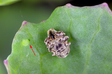 Winter stem weevil (Ceutorhynchus quadridens) adult on an oilseed rape leaf. A insect on its back....