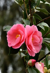 Large and gorgeous pink camellia flowers on an evergreen camellia bush