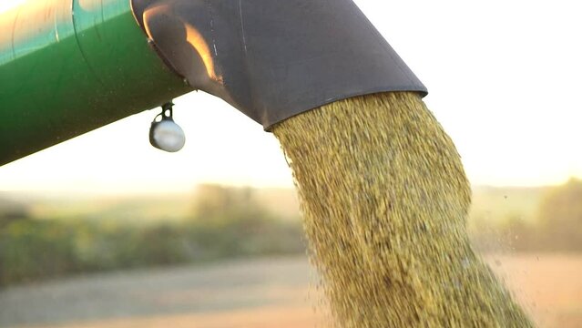 Unloading soybeans in the field