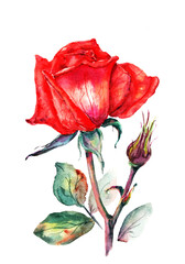 Raster illustration of a red rose flower with a bud on the stem