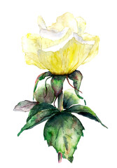 Raster isolated drawing of a yellow rose with leaves on the stem