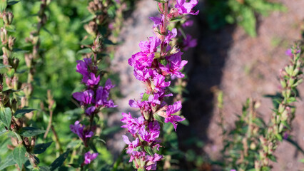 flowers in the garden