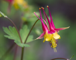 Red Columbine, Aquilegia canadensis