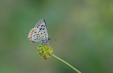 tiny white butterfly on green grass, Lycaena tityrus