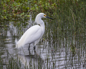 Snowy Egret, Egretta thula, in breeding plumage
