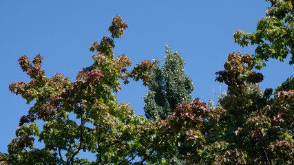 tree top against the blue sky