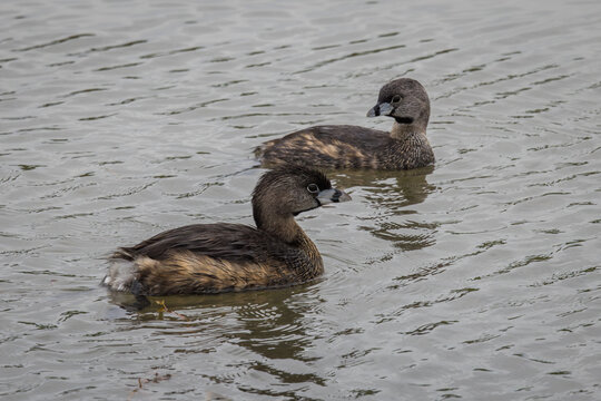A pair of Pied-billed Grebes, Podilymbus podiceps