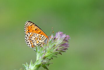 Beautiful iparhan butterfly ; Melitaea trivia ( Syriaca )