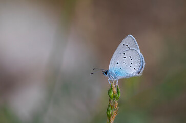 tiny butterfly on dry grass, Small Blue, Cupido minimus