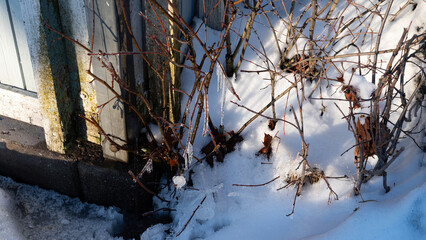 ice covered branches