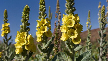 Verbascum, commonly known as mullein, is a herb often used in herbal ointments for various medicinal purposes, known for its soothing properties.