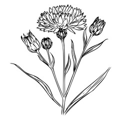 cornflower with leaves and stem