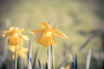 Picture of Yellow Easter flowers among the grass. With light soft colors and place to add text. March 2024. Location: Antwerp, Belgium