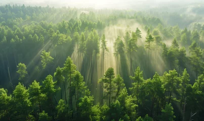 Foto op Canvas Aerial view of pine forest in the morning © Natalina