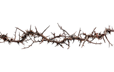 A Vine Snaking Through the Wild Isolated on Transparent Background.