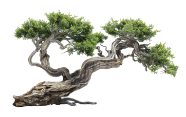 Whispering Woods The Twisted Gnarled Tree Isolated on Transparent Background.