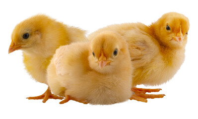 Three bright yellow chicks