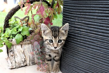 Kitten 2