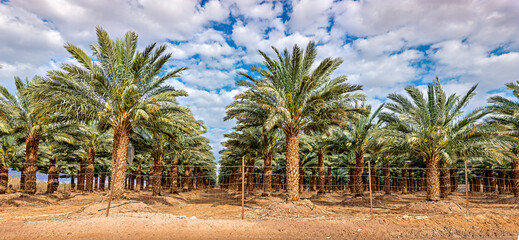 Plantations of date palms for healthy food production. Date palm is iconic ancient plant and famous food crop in the Middle East and North Africa, it has been cultivated for 5000 years - 765744763