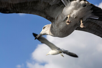 Close-up look of seagulls flying in the sky over the ocean.