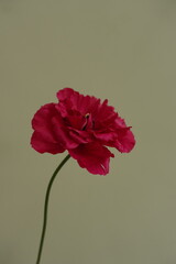 ranunculus