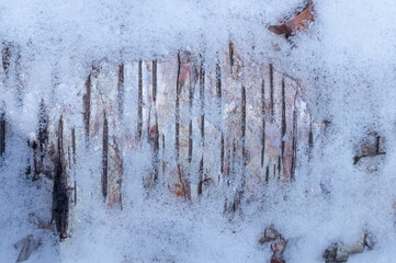 Close-up of striped lines of birch bark revealed by melting snow