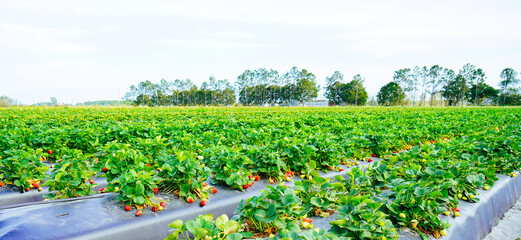 Tampa, FL, USA: 03 19 2024: A research strawberry and vegetable farm in the United States
