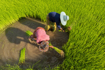 Two Asian woman rice farmer working and kick off the ground at green rice field in rainy...