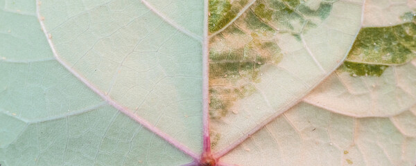 Close up of a Thespesia Populnea Variegated leaf for background or texture