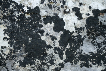 Lichens of a rock