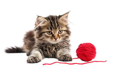 Playful Kitten and the Irresistible Yarn Ball Isolated on Transparent Background.