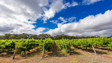 Vineyard on Kangaroo Island, South Australia