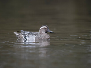 Garganey, Spatula querquedula