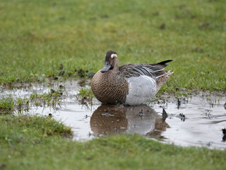 Garganey, Spatula querquedula