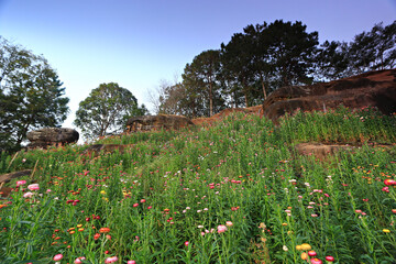 Everlasting daisies are in full bloom at the flower field at the Phu Hin Rong Kla National Park in Phitsanulok province, Thailand