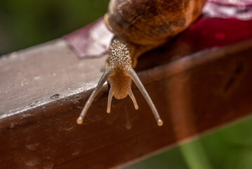 lumaca, chiocciola, snail,